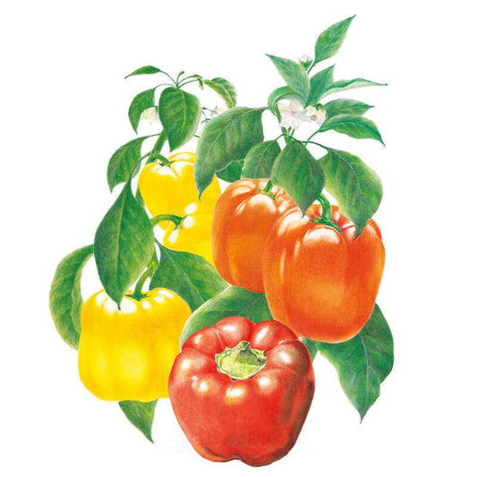 Botanical illustration of a sweet bell pepper plant bearing glossy yellow, orange, and red blocky fruit alongside green leaves and small white flowers.