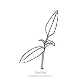 Line drawing of a young pepper seedling with two elongated leaves and a small emerging third leaf on a slender stem, labeled 