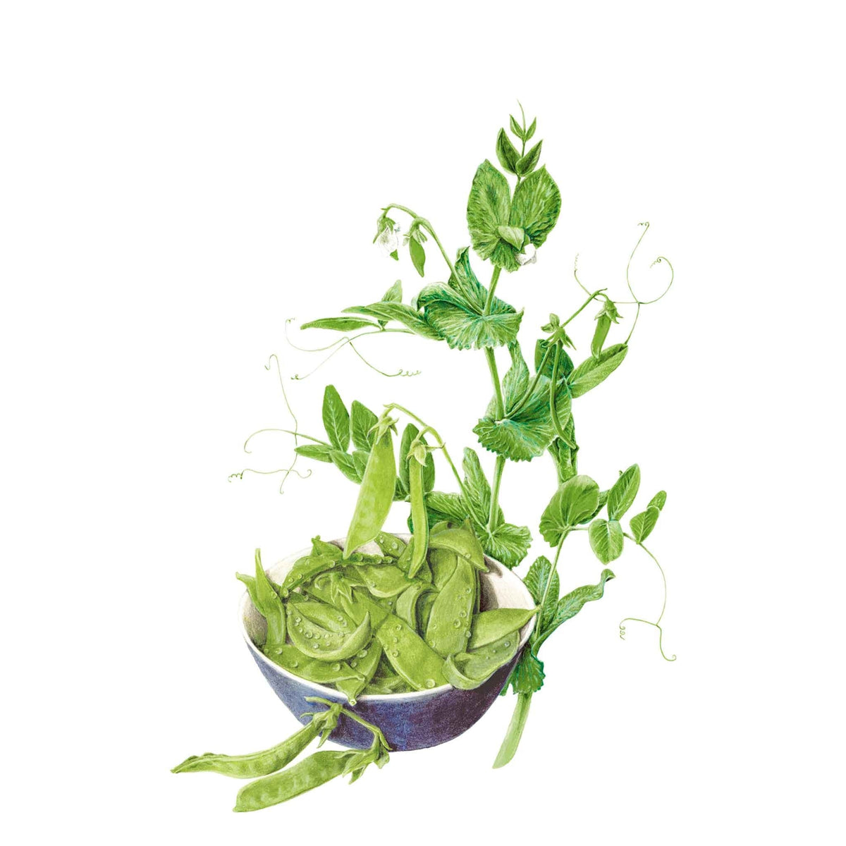 Botanical illustration of an Oregon Sugar Pod II snow pea plant with lush green leaves, delicate tendrils, and a bowl filled with flat green snow pea pods at its base, for Oregon Sugar Pod II Snow Pea Seeds.