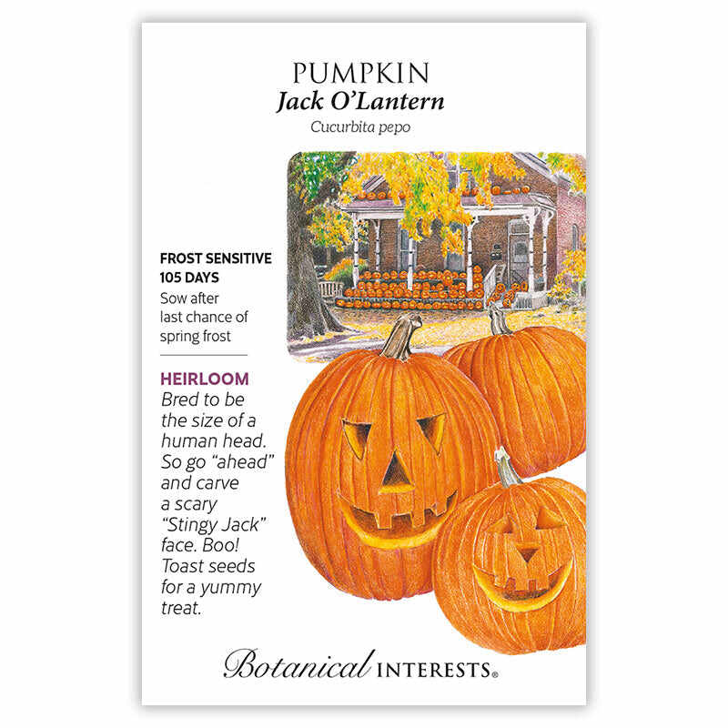 Pumpkin seed packet for 'Pumpkin Jack O'Lantern' with illustrations and botanical information.
