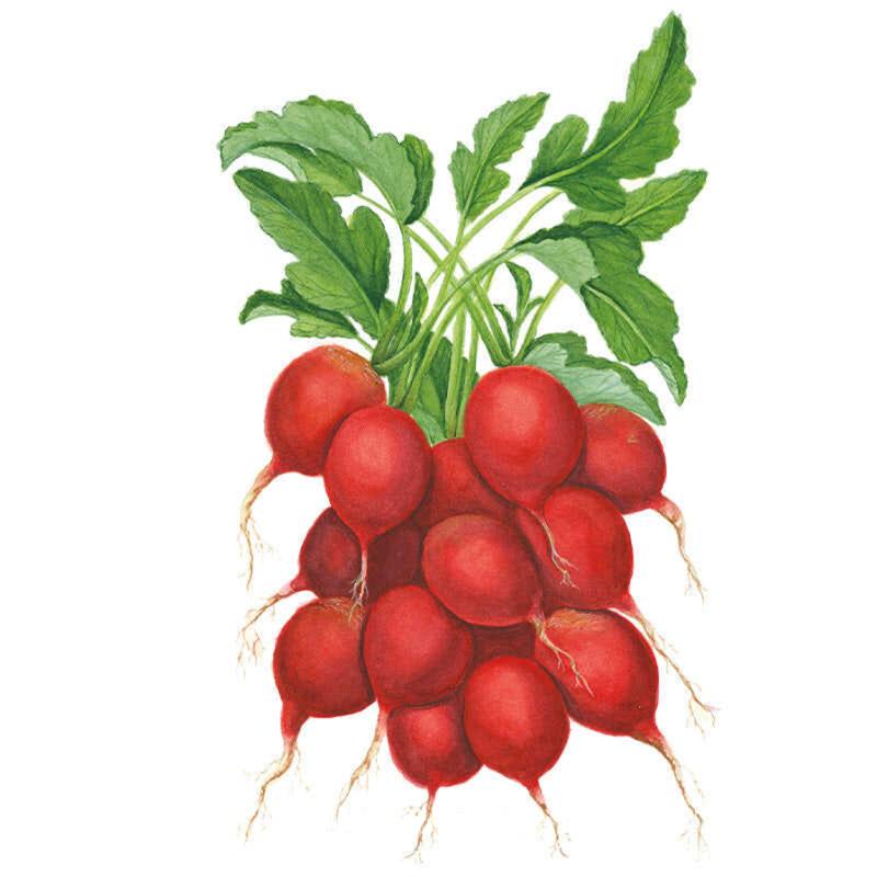 Botanical illustration of a bunch of bright red round Cherry Belle radishes with green leaves and thin roots on a white background.