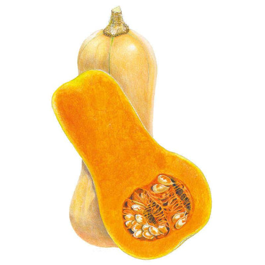 Botanical illustration of a sliced-open Waltham butternut squash displaying seeds and rich orange flesh alongside a whole butternut squash for Waltham Butternut Winter Squash Seeds.