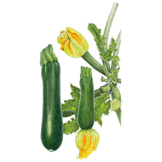 Botanical illustration of a Black Beauty summer squash plant featuring long green zucchinis and large yellow blossoms.
