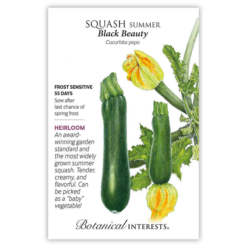 Black Beauty Squash Summer seed packet with botanical information and illustrations of green squash and yellow flowers, labeled 'Black Beauty'.