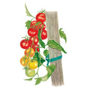 Illustrated tomato truss tied with green tape to a wooden stake, showing fruit at various ripening stages from green through yellow-orange to fully red.