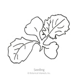 Black-and-white line drawing of a young turnip seedling with four rounded, wavy-edged leaves radiating from a central point, labeled 