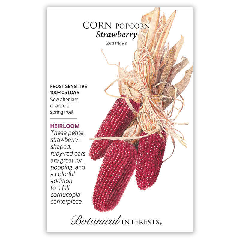 Seed packet for Strawberry Popcorn corn showing an illustration of small, ruby-red, strawberry-shaped ears tied with their dried husks, alongside text noting it's frost sensitive, matures in 100-105 days, and is an heirloom good for popping or fall decor.