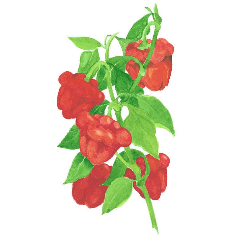 Illustrated stem of Scotch Bonnet chile peppers showing five wrinkled, lobed red pods clustered among green leaves against a plain white background.