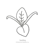 Line drawing of a spinach seedling labeled 