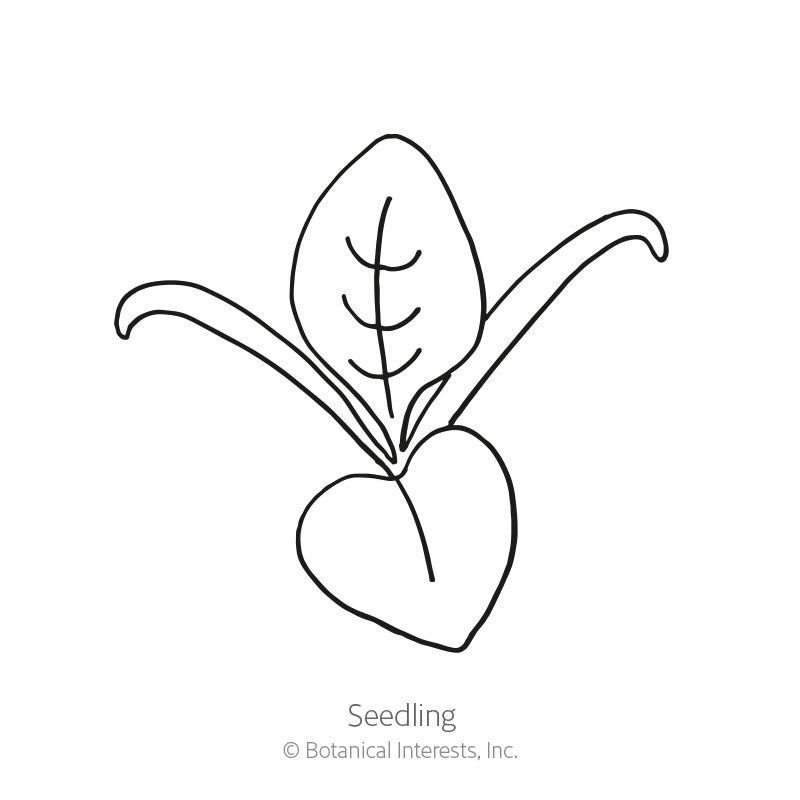 Line drawing of a spinach seedling labeled 