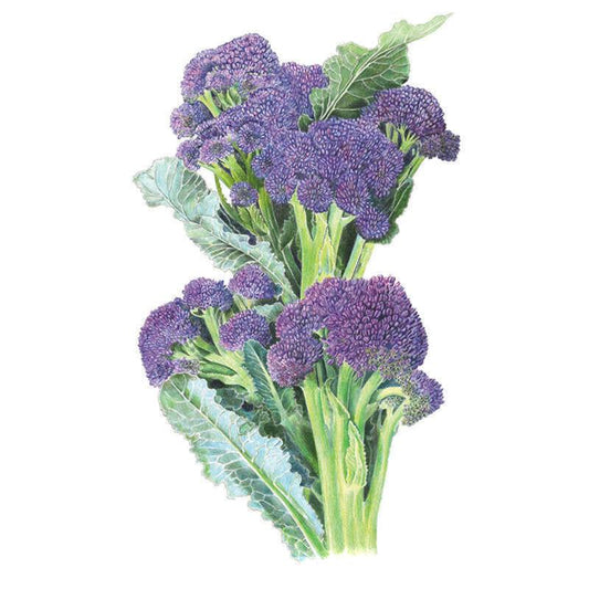Botanical illustration of purple sprouting broccoli, showing thick green stalks with clusters of tightly budded burgundy-purple florets and broad blue-green leaves, on a white background.