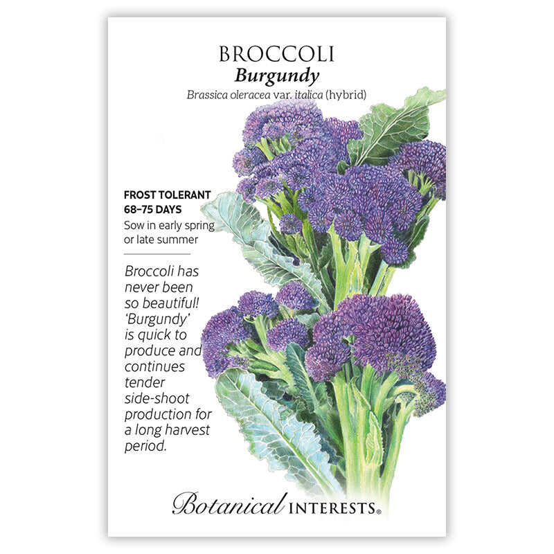 Broccoli Burgundy seed packet with botanical illustration and information on a white background