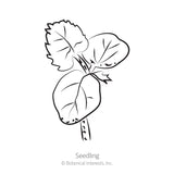 Black line drawing of an okra seedling on a white background, labeled 