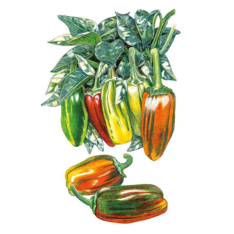 Botanical illustration of a variegated white-and-green leafed pepper plant bearing elongated fruits ripening through green, red, yellow and orange, with two loose harvested peppers shown streaked orange and dark green below.