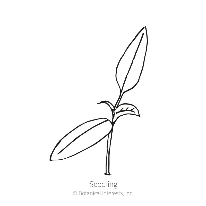 Simple black-and-white line drawing of a young seedling with two elongated leaves on a thin stem, labeled "Seedling" beneath it.