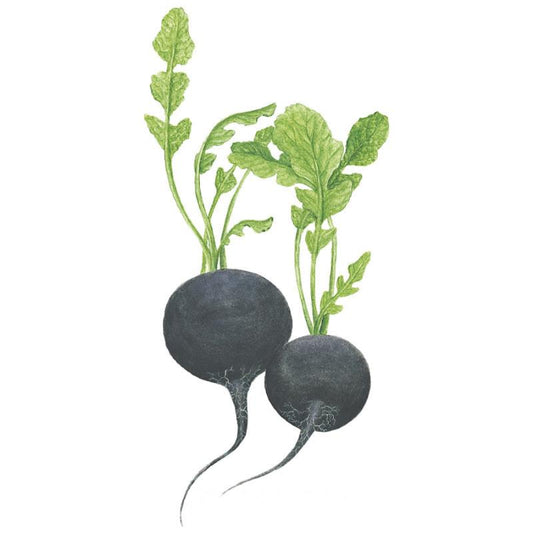 Illustration of two round black Spanish radishes with charcoal-black skin, thin tapering taproots, and leafy green tops, shown against a plain white background.