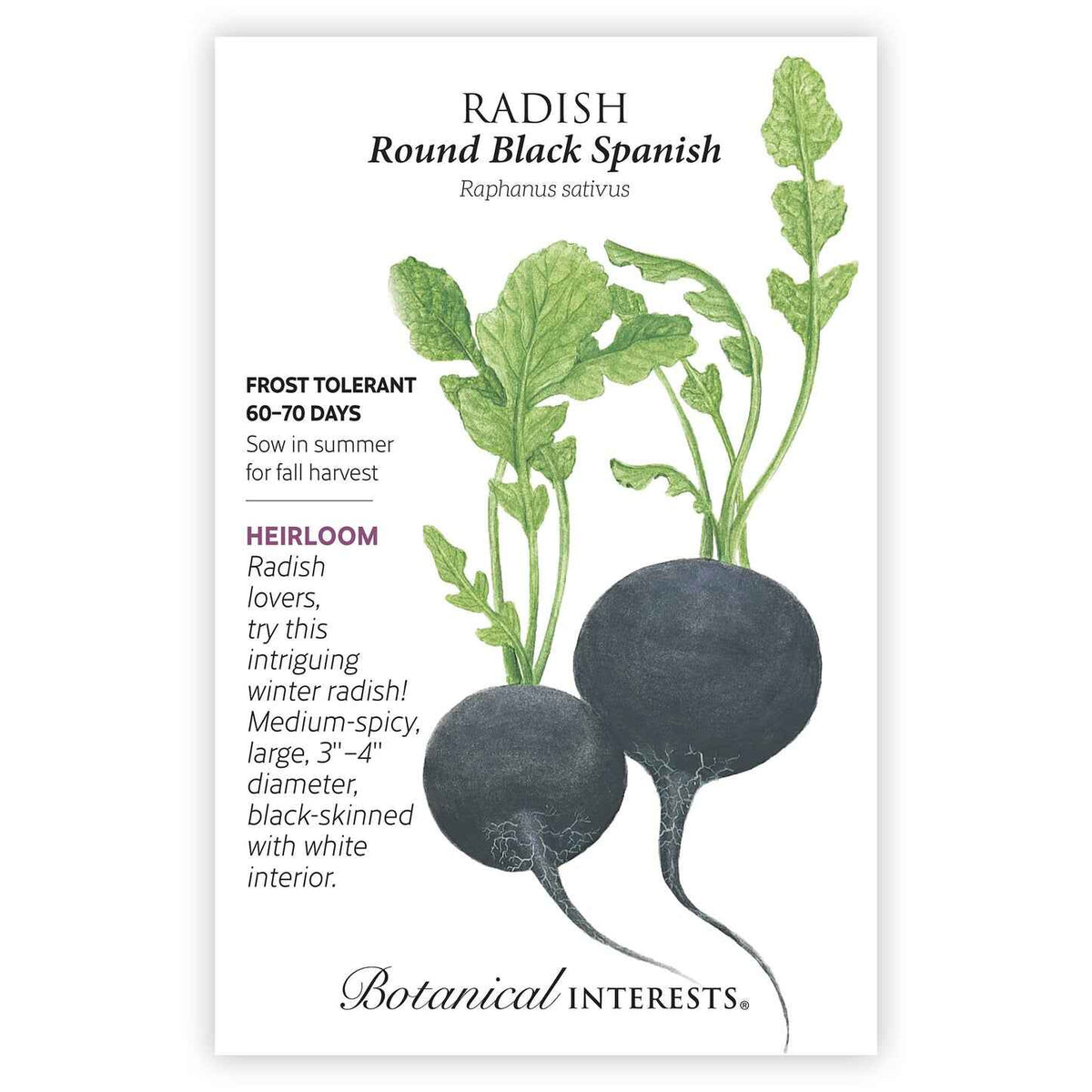 Seed packet for Round Black Spanish Radish illustrating two large round black-skinned roots with leafy green tops, alongside printed text noting it is frost tolerant, matures in 60-70 days, and describes a medium-spicy heirloom radish with white interior.