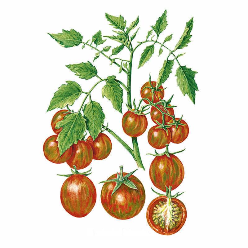 Botanical illustration of Chocolate Sprinkles cherry tomato plant, showing clusters of round red-and-green striped fruit on a leafy vine, with one tomato sliced open to reveal its seeded interior.