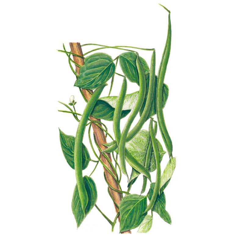 Botanical illustration of a Kentucky Wonder pole bean vine twining up a wooden stake, showing heart-shaped green leaves, a small white flower, and several long slender green bean pods hanging in clusters.