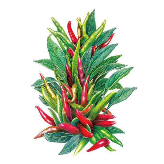 Detailed botanical illustration of Santaka chile pepper plant showing clusters of slender, curved pods ripening from green to bright red among dense pointed green leaves, set against a plain white background.