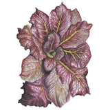 Botanical illustration of Red Giant mustard greens showing a rosette of broad, savoy-textured leaves in deep burgundy with contrasting yellow-green veins and pale undersides.