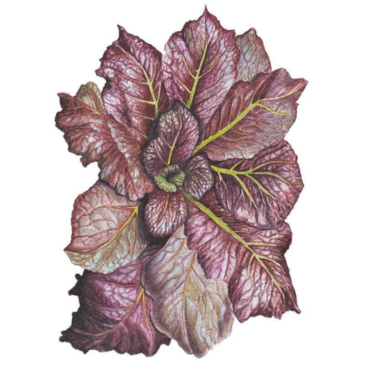 Botanical illustration of Red Giant mustard greens showing a rosette of broad, savoy-textured leaves in deep burgundy with contrasting yellow-green veins and pale undersides.