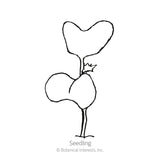 Black and white line art illustration of a young kale seedling with small cotyledons and a tiny true leaf, labeled 