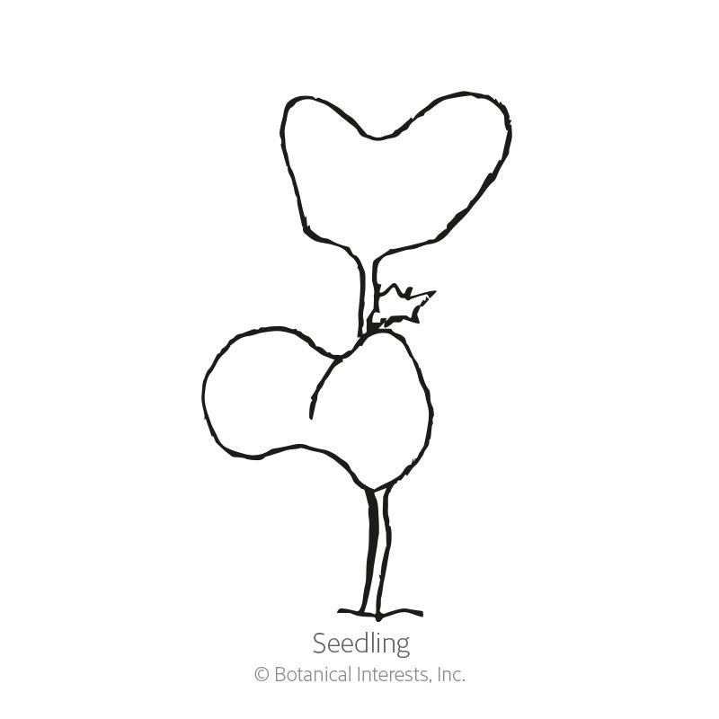 Black and white line art illustration of a young kale seedling with small cotyledons and a tiny true leaf, labeled 