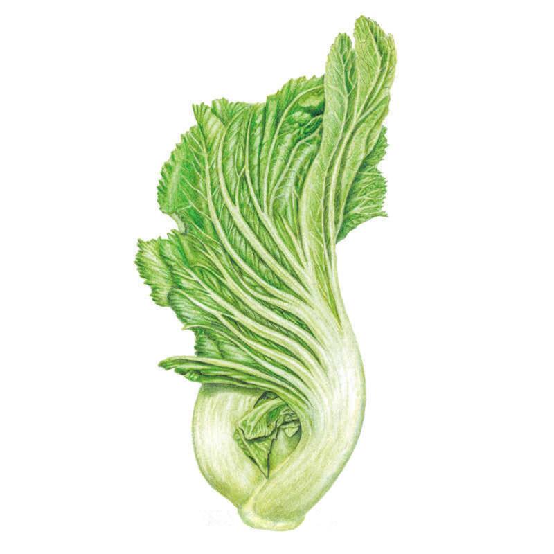 Detailed botanical illustration of a gai choy mustard plant showing a single upright head with pale, ribbed white stalks curling at the base and broad crinkled green leaves fanning upward, set against a plain white background.