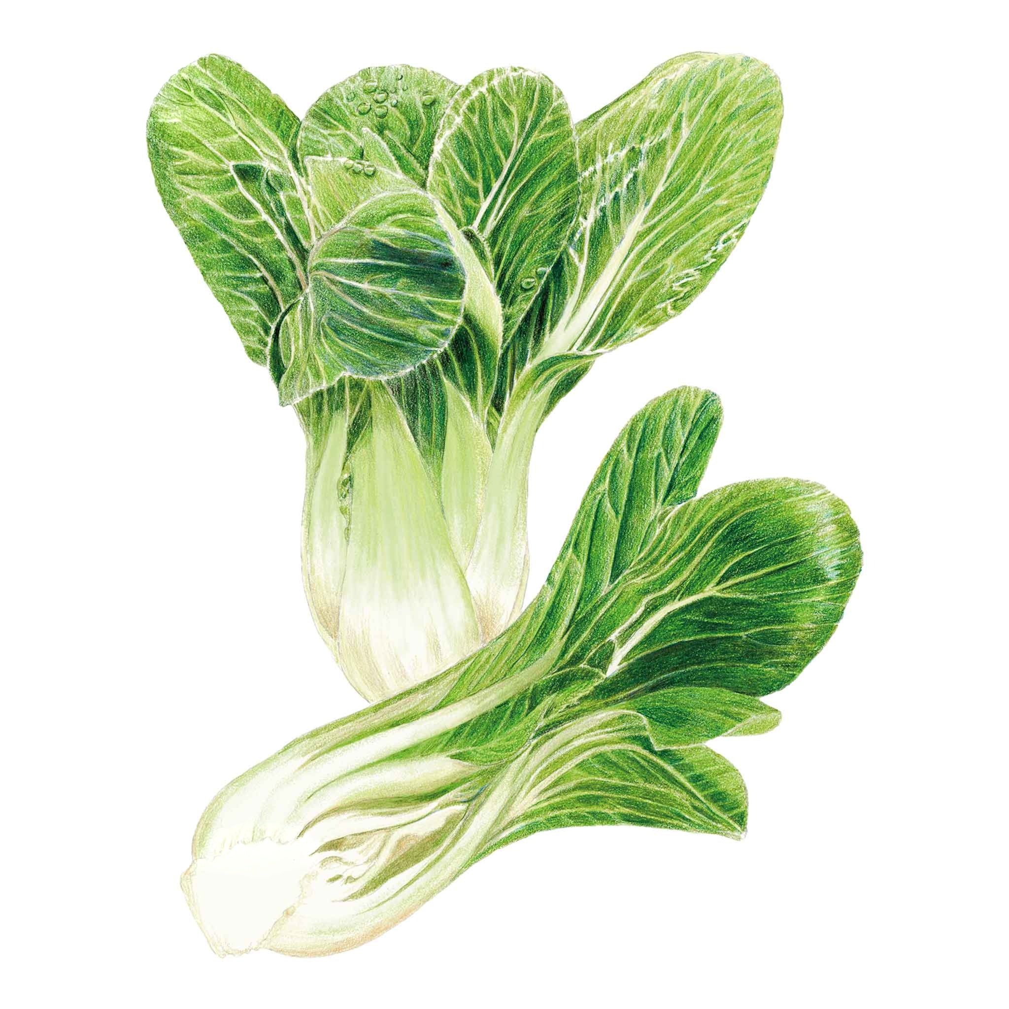 Bok Choy Choko Seeds – Epic Gardening