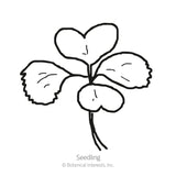 Line drawing of a bok choy seedling with two rounded heart-shaped leaves and two smaller crinkled leaves on a single stem, labeled 