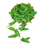 Illustration of common sorrel showing a wooden bowl heaped with glossy, elongated green leaves, with several loose spear-shaped leaves and stems scattered below on a white background.