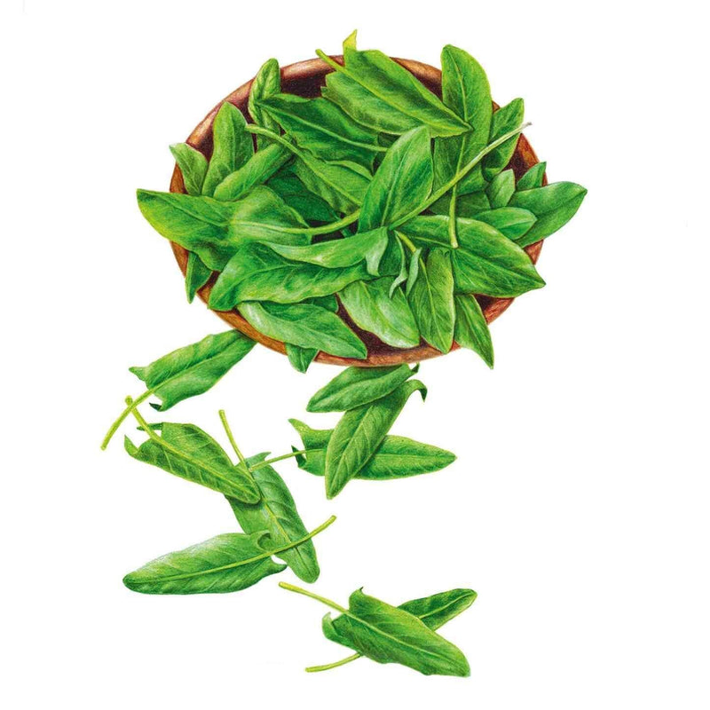 Illustration of common sorrel showing a wooden bowl heaped with glossy, elongated green leaves, with several loose spear-shaped leaves and stems scattered below on a white background.