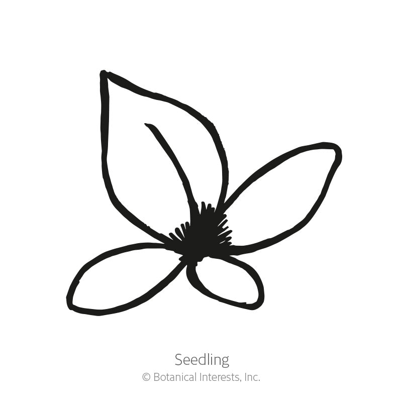 Simple black-and-white line drawing of a five-petaled flower with pointed leaf, labeled "Seedling" beneath, with Botanical Interests copyright text.