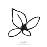 Simple black-and-white line drawing of a five-petaled flower with pointed leaf, labeled 