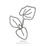 Line drawing of a young seedling with two smooth heart-shaped cotyledon leaves and one larger toothed true leaf on a thin stem, labelled 