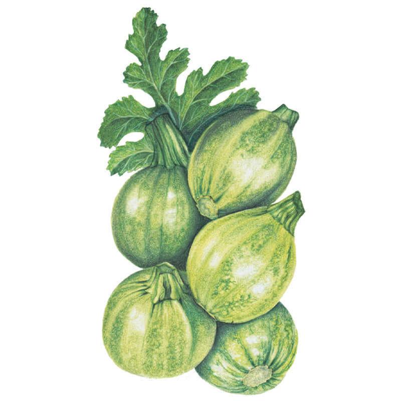 Botanical illustration of round zucchini summer squash, showing five pale to dark green globe-shaped fruit with mottled and striped skin, topped with a cluster of lobed green leaves, on a white background.