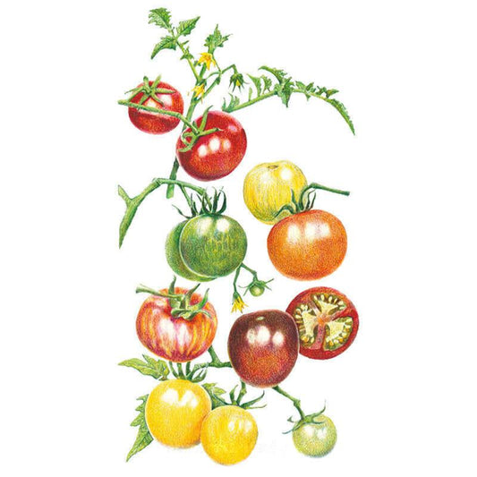 Botanical illustration of tomato vines bearing an assortment of cherry tomatoes in red, green-striped, yellow, orange, ribbed pink, and near-black hues, with one fruit sliced open to reveal its seeded interior, against a plain white background.