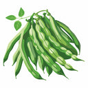 Detailed botanical illustration of a bunch of green Cantare Bush Bean pods with leafy stems, isolated on a plain white background.