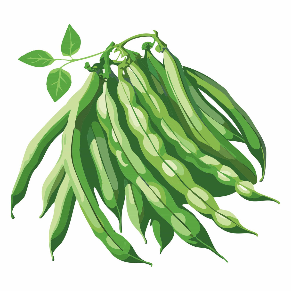 Detailed botanical illustration of a bunch of green Cantare Bush Bean pods with leafy stems, isolated on a plain white background.