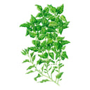 Botanical illustration of New Zealand spinach showing sprawling, branching stems densely covered in small, pointed, textured green leaves against a plain white background.