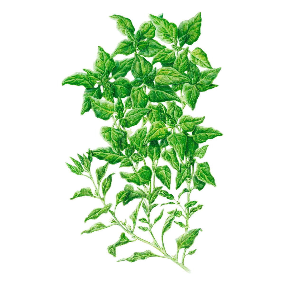 Botanical illustration of New Zealand spinach showing sprawling, branching stems densely covered in small, pointed, textured green leaves against a plain white background.