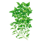 Botanical illustration of New Zealand spinach showing sprawling, branching stems densely covered in small, pointed, textured green leaves against a plain white background.