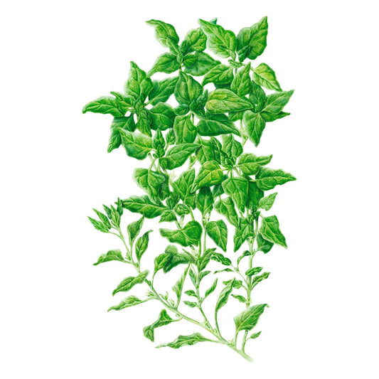 Botanical illustration of New Zealand spinach showing sprawling, branching stems densely covered in small, pointed, textured green leaves against a plain white background.