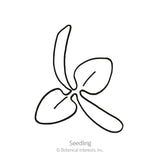 Simple black-and-white line drawing of a New Zealand spinach seedling, showing narrow, curled cotyledon leaves alongside broader rounded true leaves, labeled 