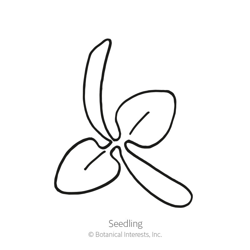 Simple black-and-white line drawing of a New Zealand spinach seedling, showing narrow, curled cotyledon leaves alongside broader rounded true leaves, labeled 