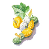 Botanical illustration of patty pan squash in yellow, white, and green scalloped varieties, shown with a large veined leaf and a yellow blossom on a white background.