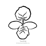 Black and white line drawing of a squash seedling with two oval seed leaves and one heart-shaped true leaf, labeled 