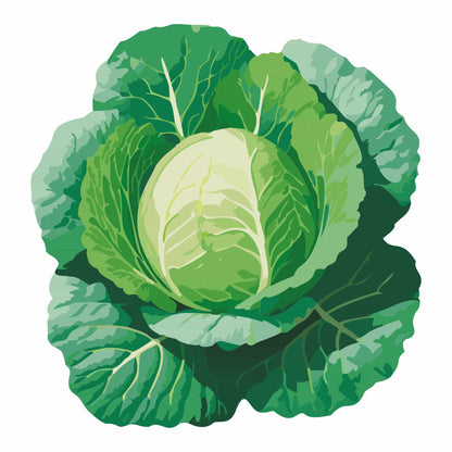 Detailed botanical illustration of a head of Green Express Cabbage with broad, outer green leaves framing a compact, light-green center, isolated on a white background.