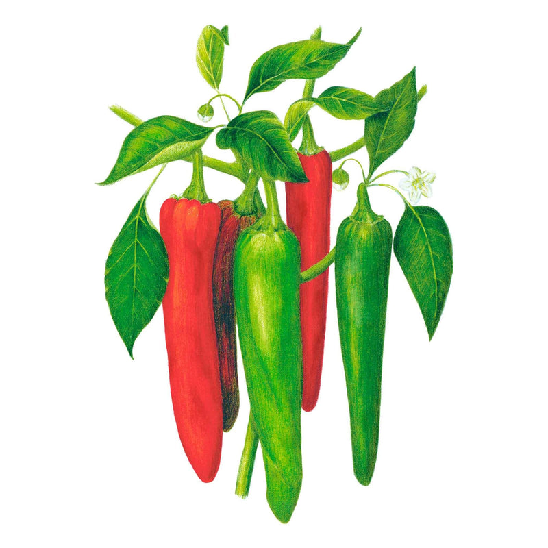 Botanical illustration of a NuMex Joe E. Parker Anaheim chile pepper plant, showing elongated pods ripening from green to red among glossy green leaves and a small white flower, on a white background.